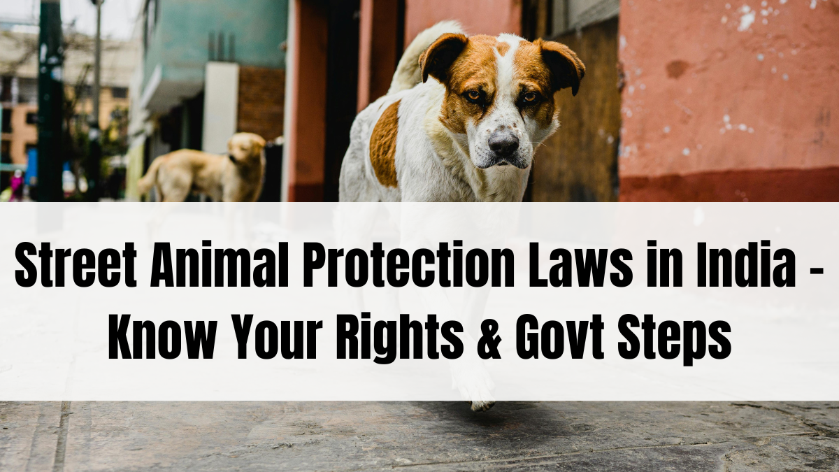 Street Animal Protection Laws in India – Know Your Rights & Govt Steps